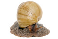 Lissachatina immaculata ssp South Africa albino shell adult